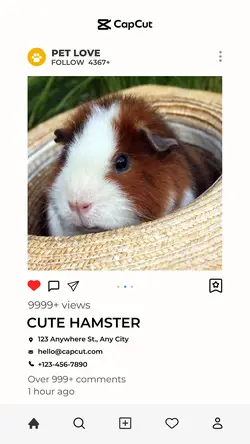 Pet supplies Personal sharing show simple style