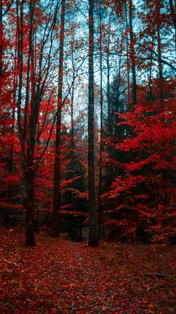 Wallpaper creative poster tree red