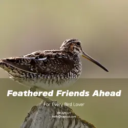 Pet industry General