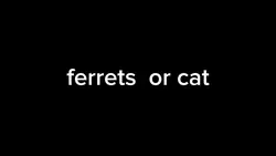 ferrets or cats