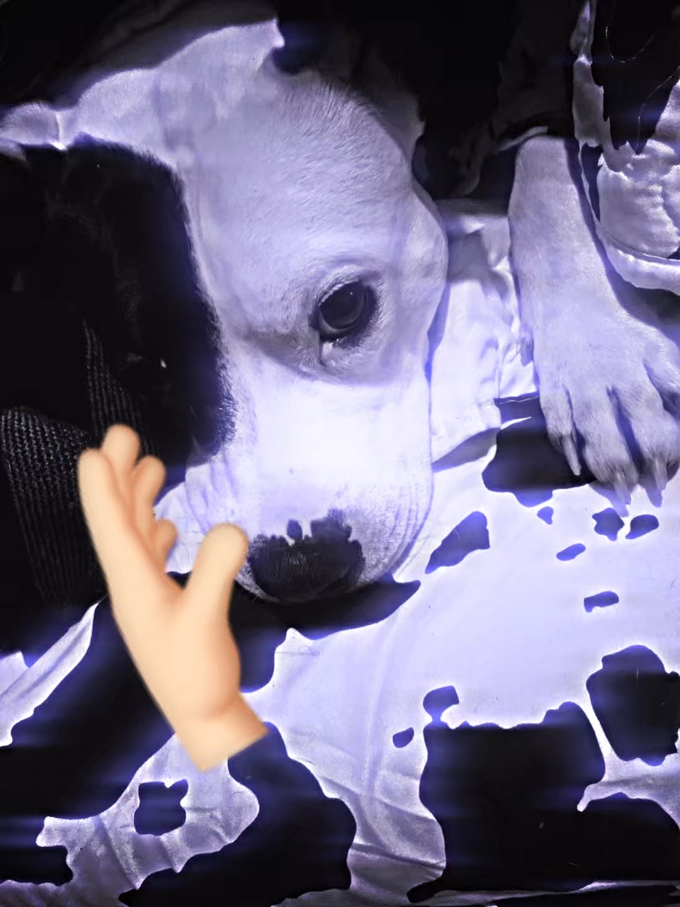 Perro gato