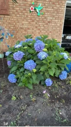Plants 