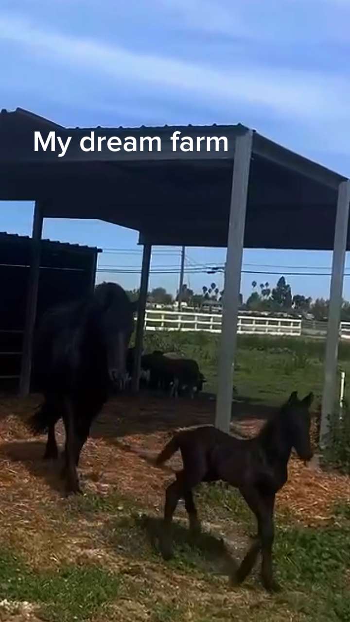 Bebês fofos da fazenda 