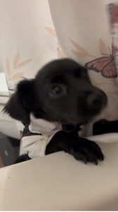 Garabatos de cachorro