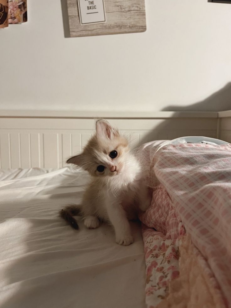 Gatitos