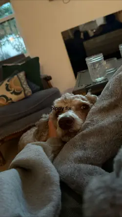 pippyyyy