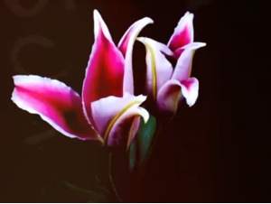 Schöne Blume 