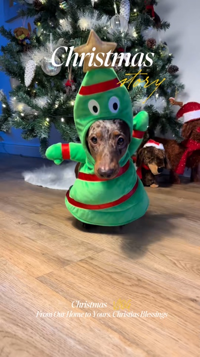 Christmas pet