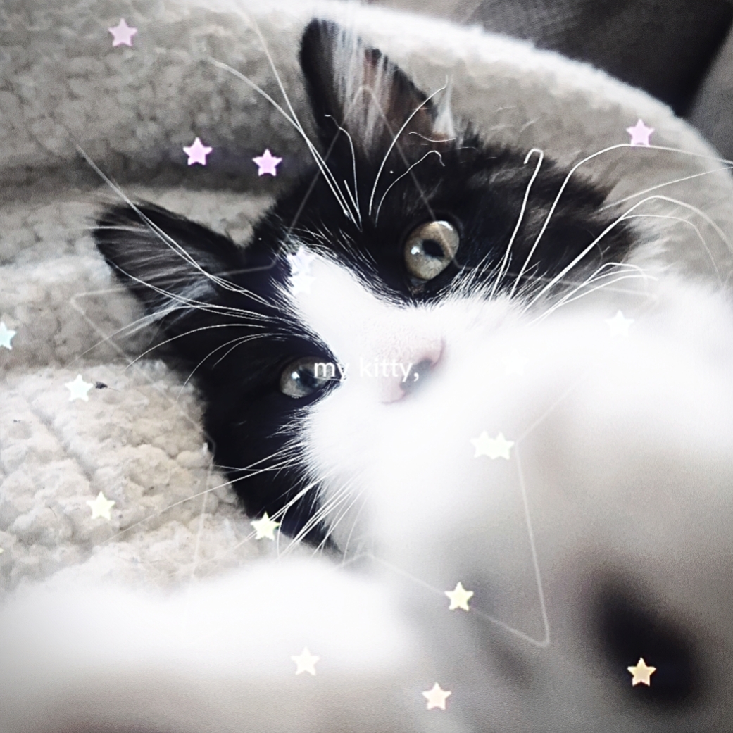 peter is my kitty :3