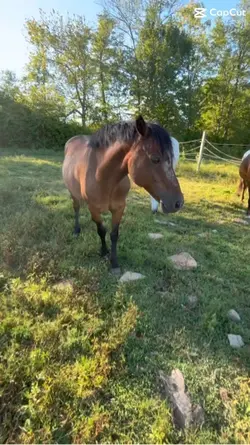 Protest pony I’ve ev