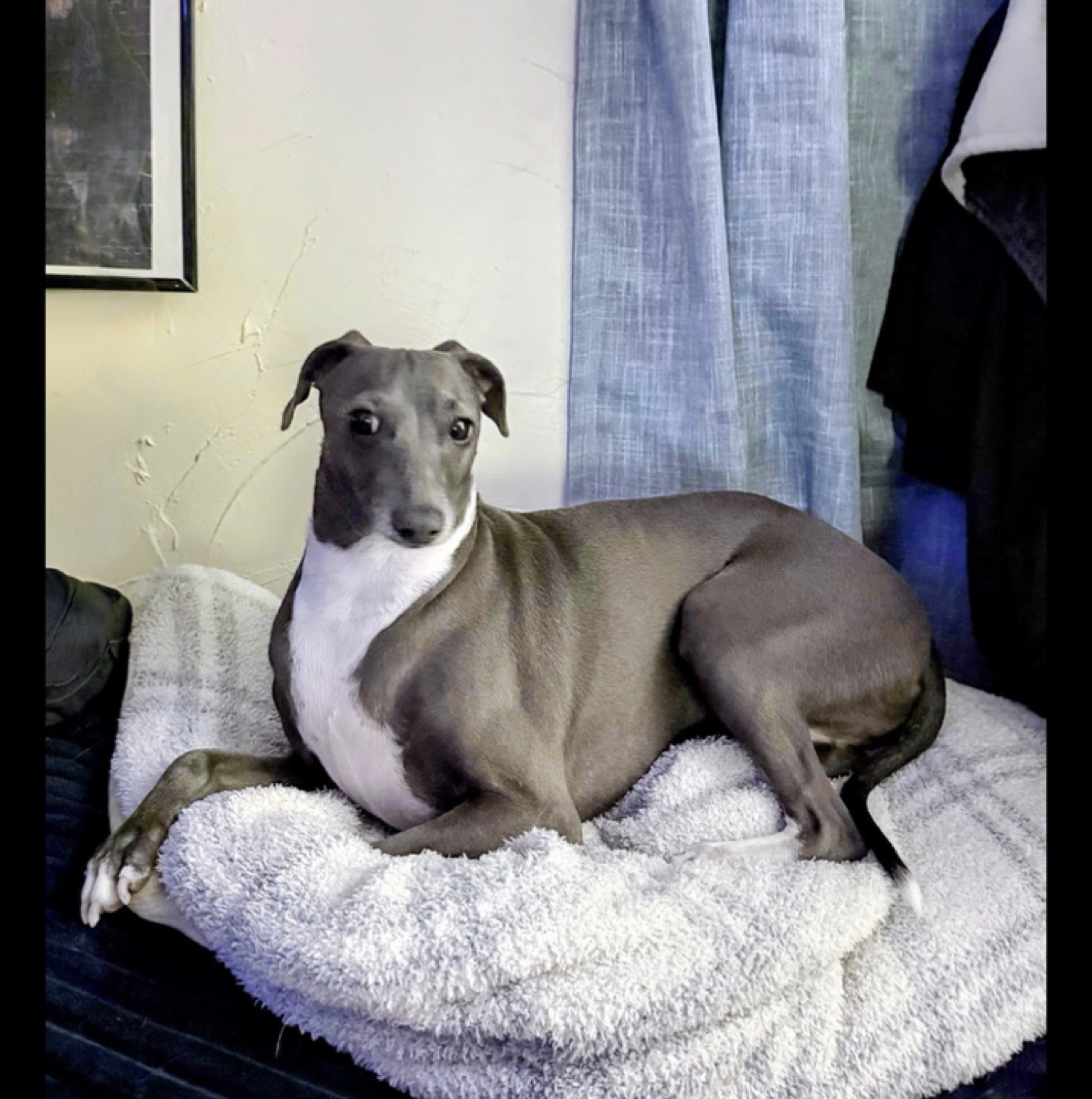 Mein Hund