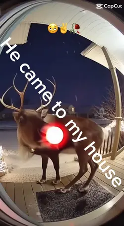 Rudolph twerkin tuf