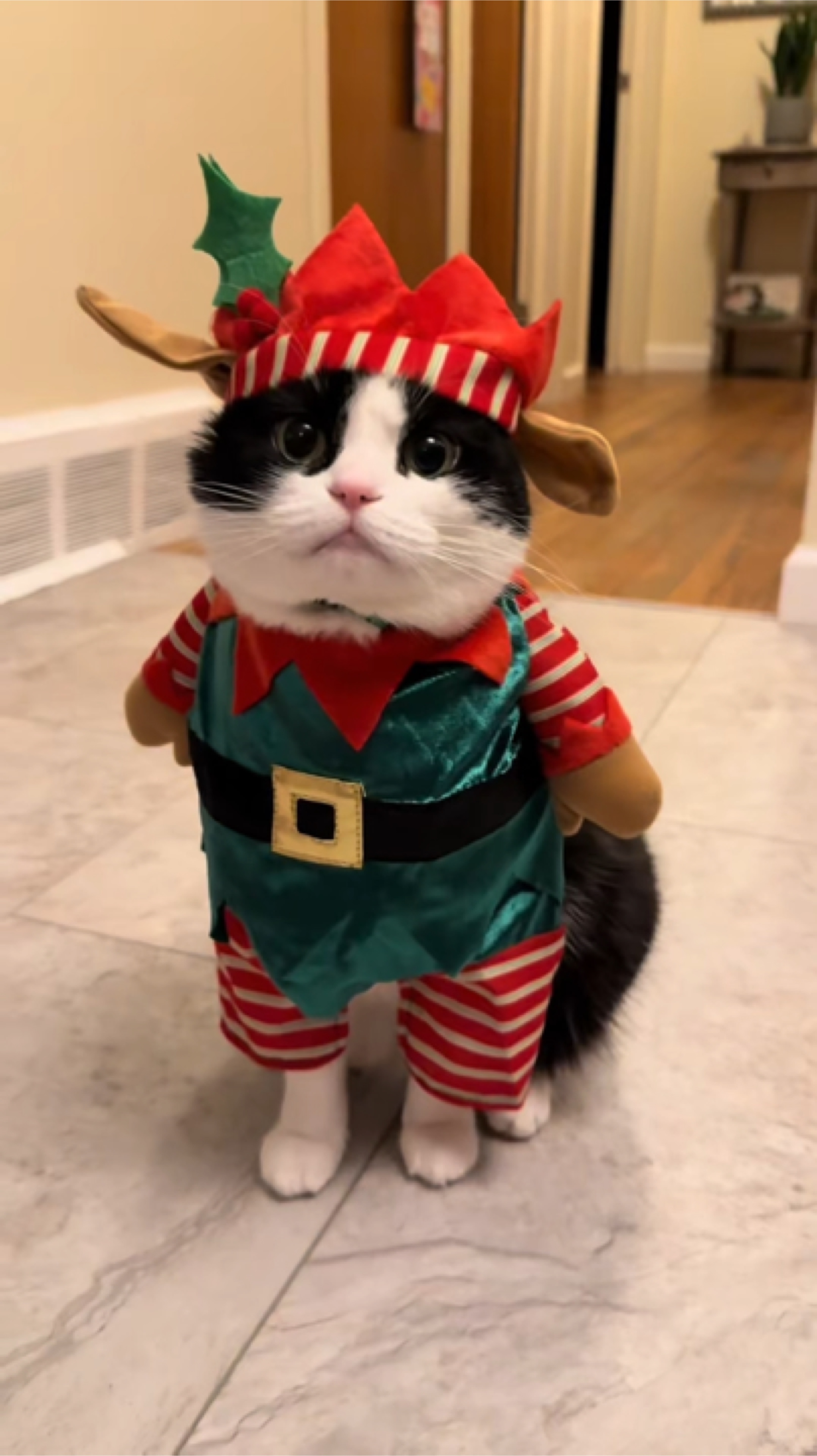 Animal de estimação de natal