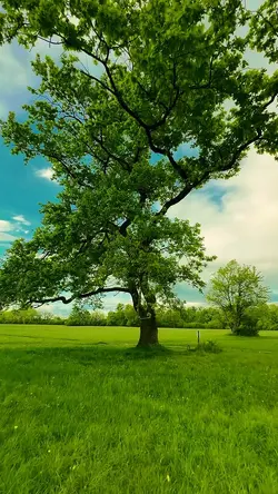 Nature vibes 