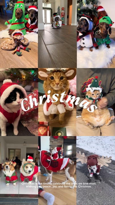 Weihnachten Haustier