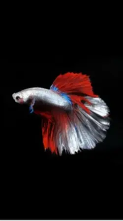 Silent Algorithm Lit