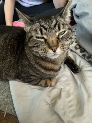 Meine Katze 