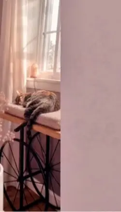 Sleepy Cat Aesthetic