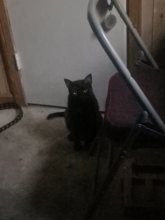 Poseer un gato negro 