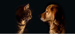 Köpekler ve kediler