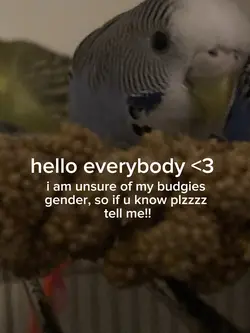 budgie gender 