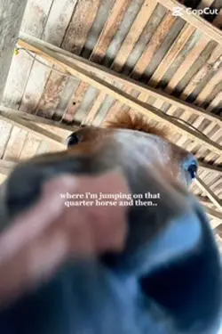 That quarter horse