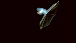 Dumbo Octopus