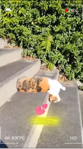 Sevimli ve Komik Kedi