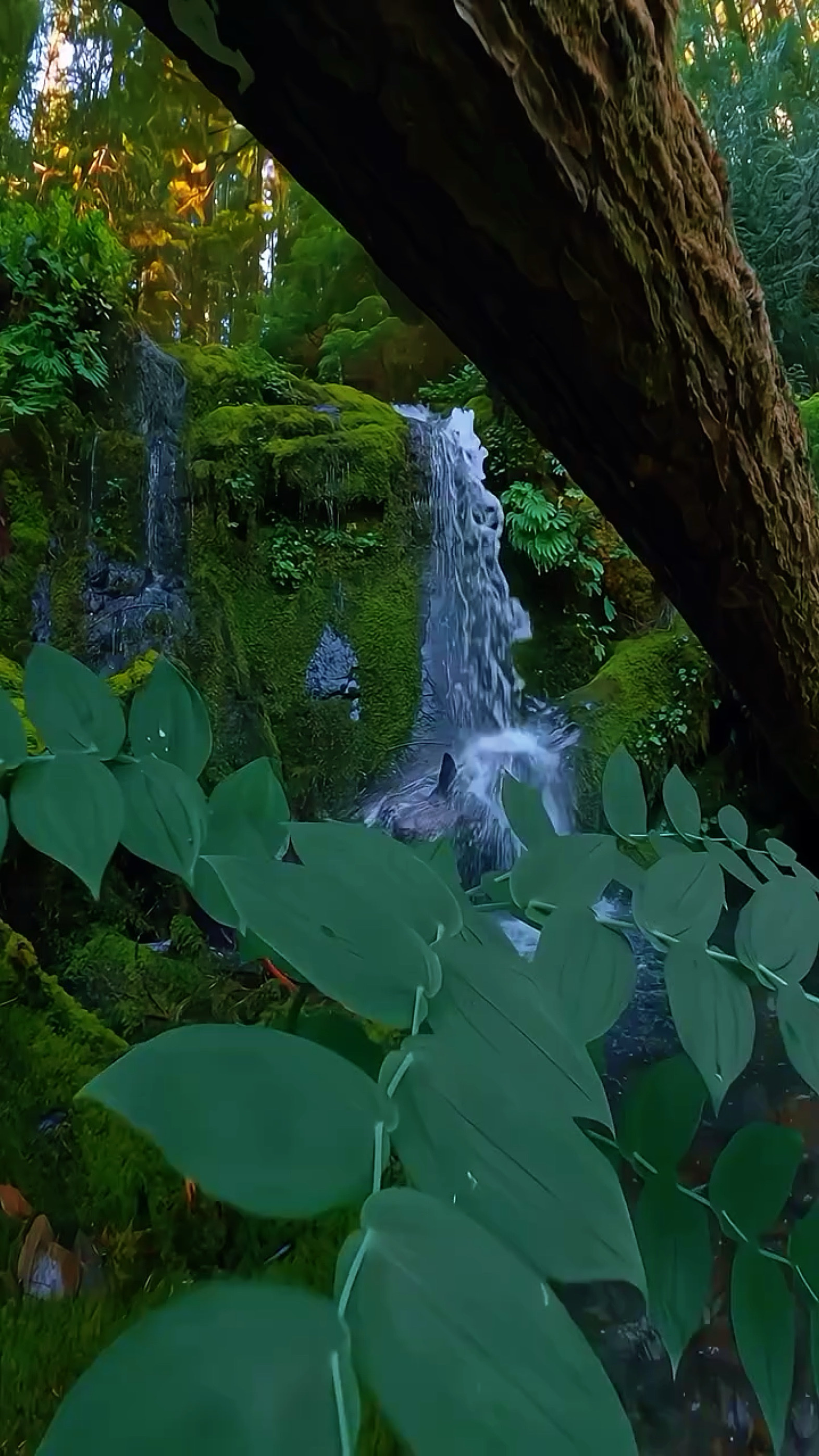 6 video or photo 