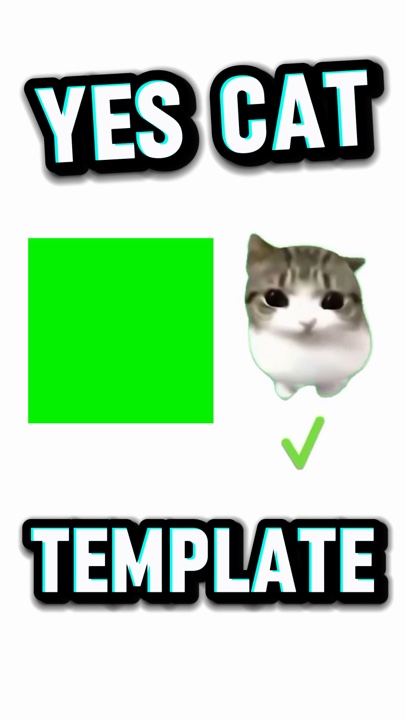 Oui chat