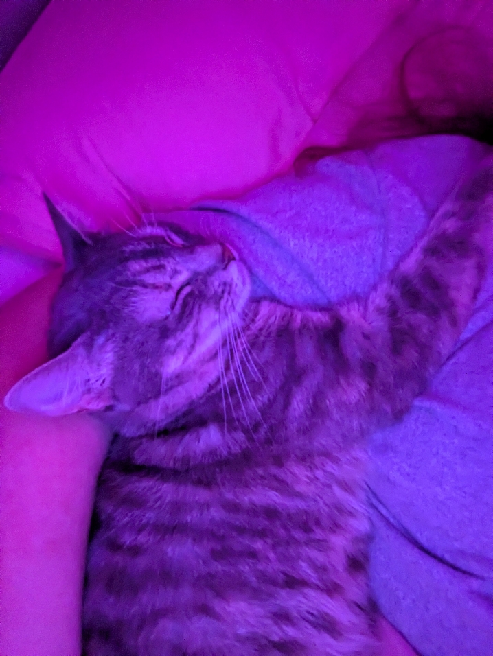 Mädchen und Katzen