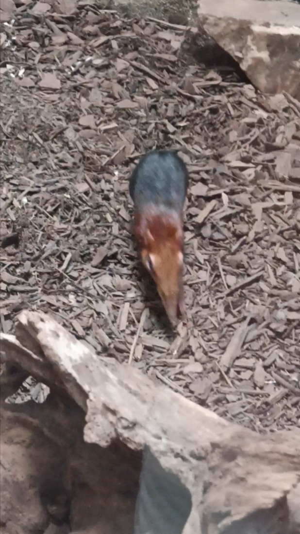Cute Animals