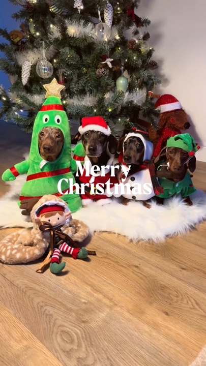 Animal de estimação de natal