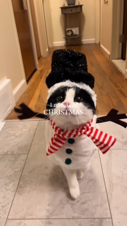 Animal de estimação de natal