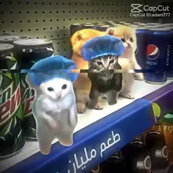 Dancing cats