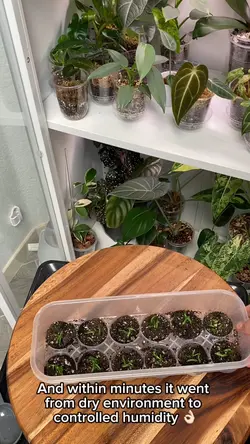 Seedling Growth Prog