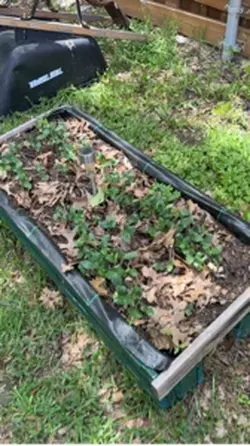My garden