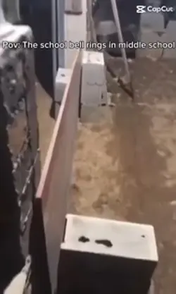 Ducks