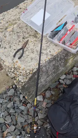 guys its not fishszn