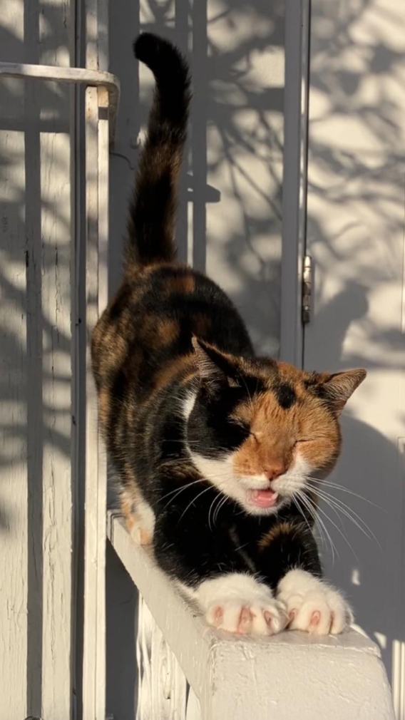 love cats