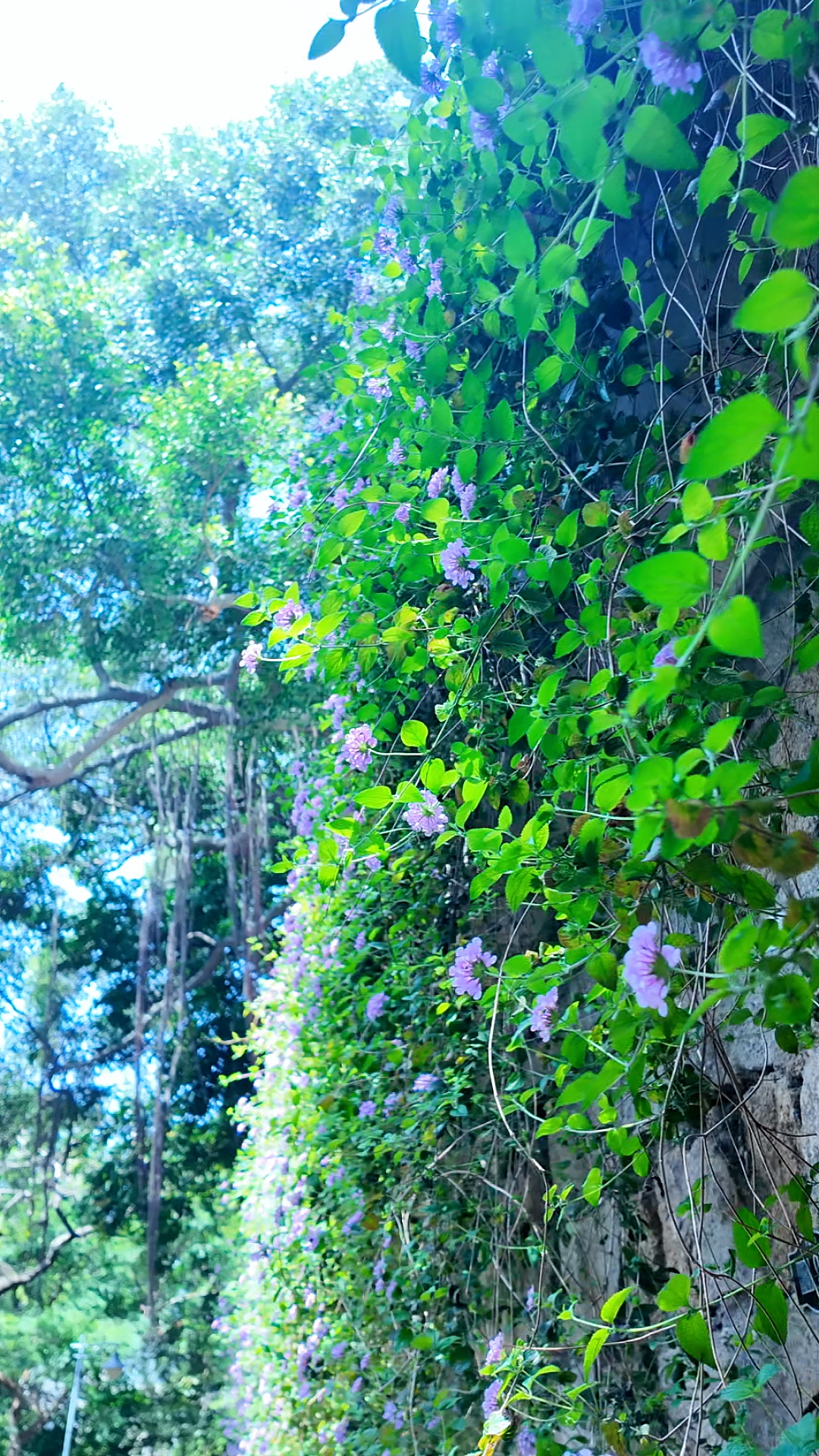 Spring Court春庭花盛