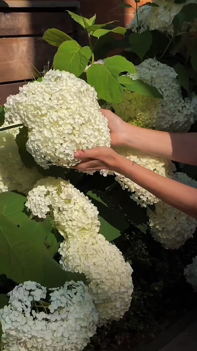 Gardening 