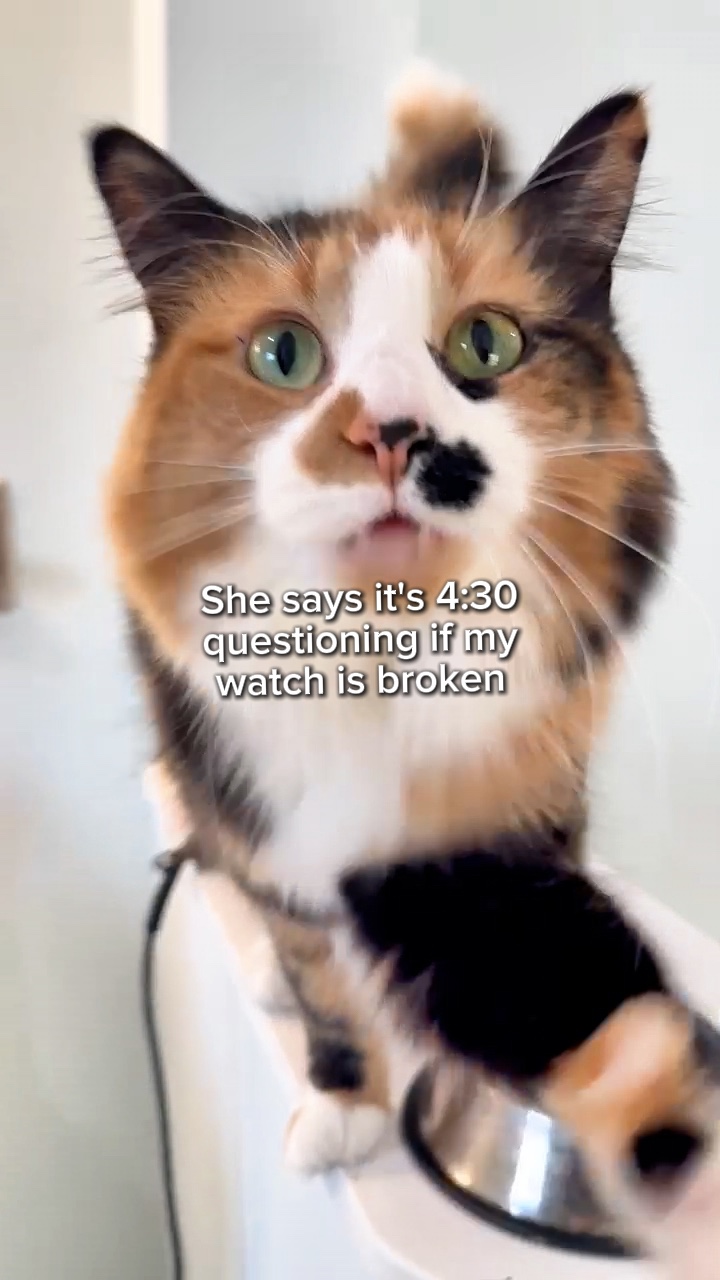 Animais de estimação exigentes
