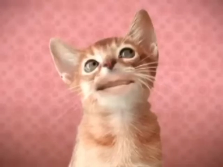 Preview 2 Numa Cats 