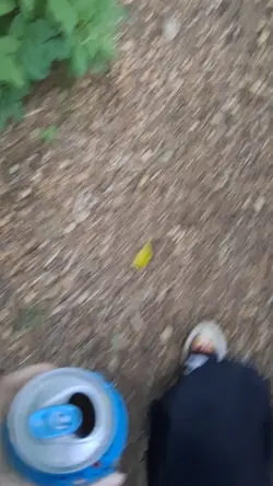 forest walk:3