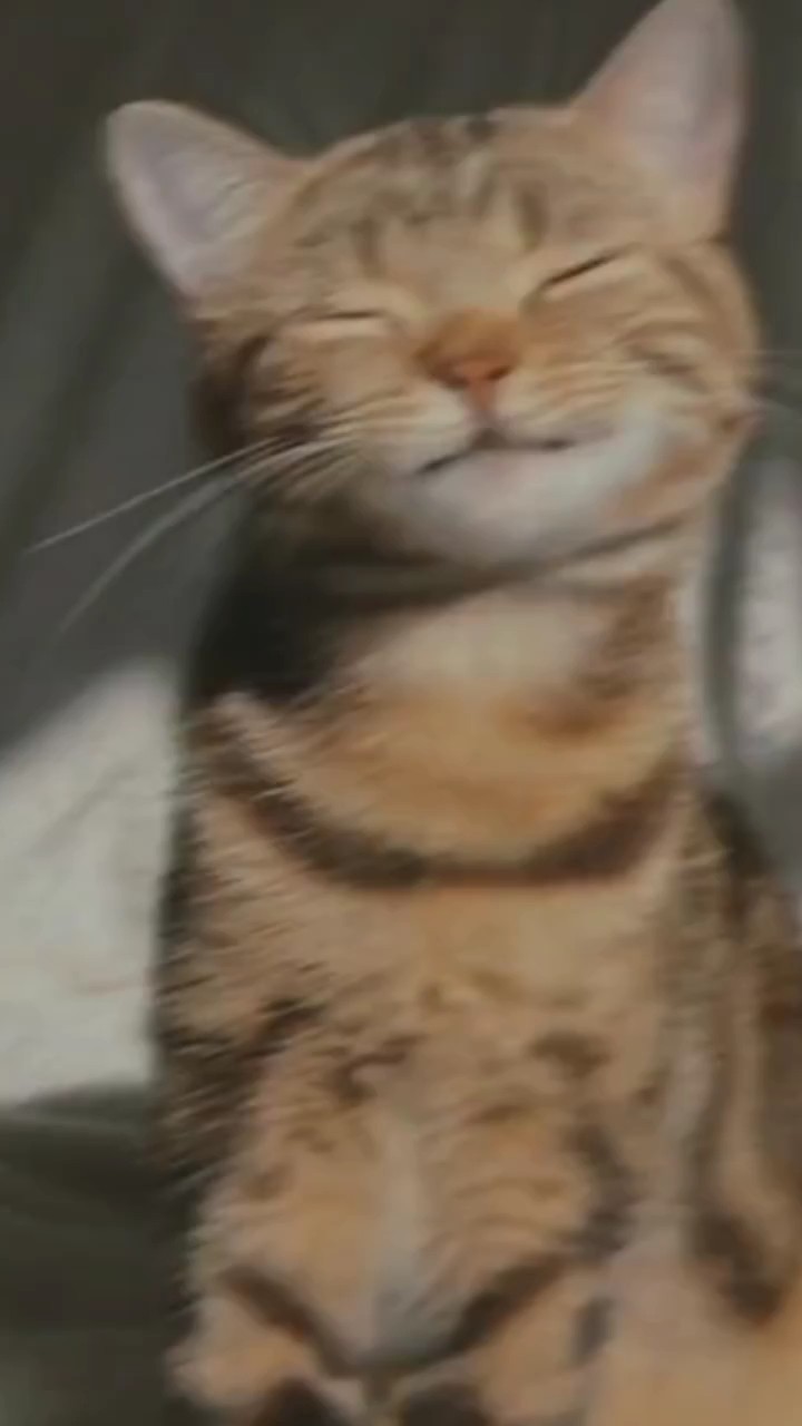 Katzen