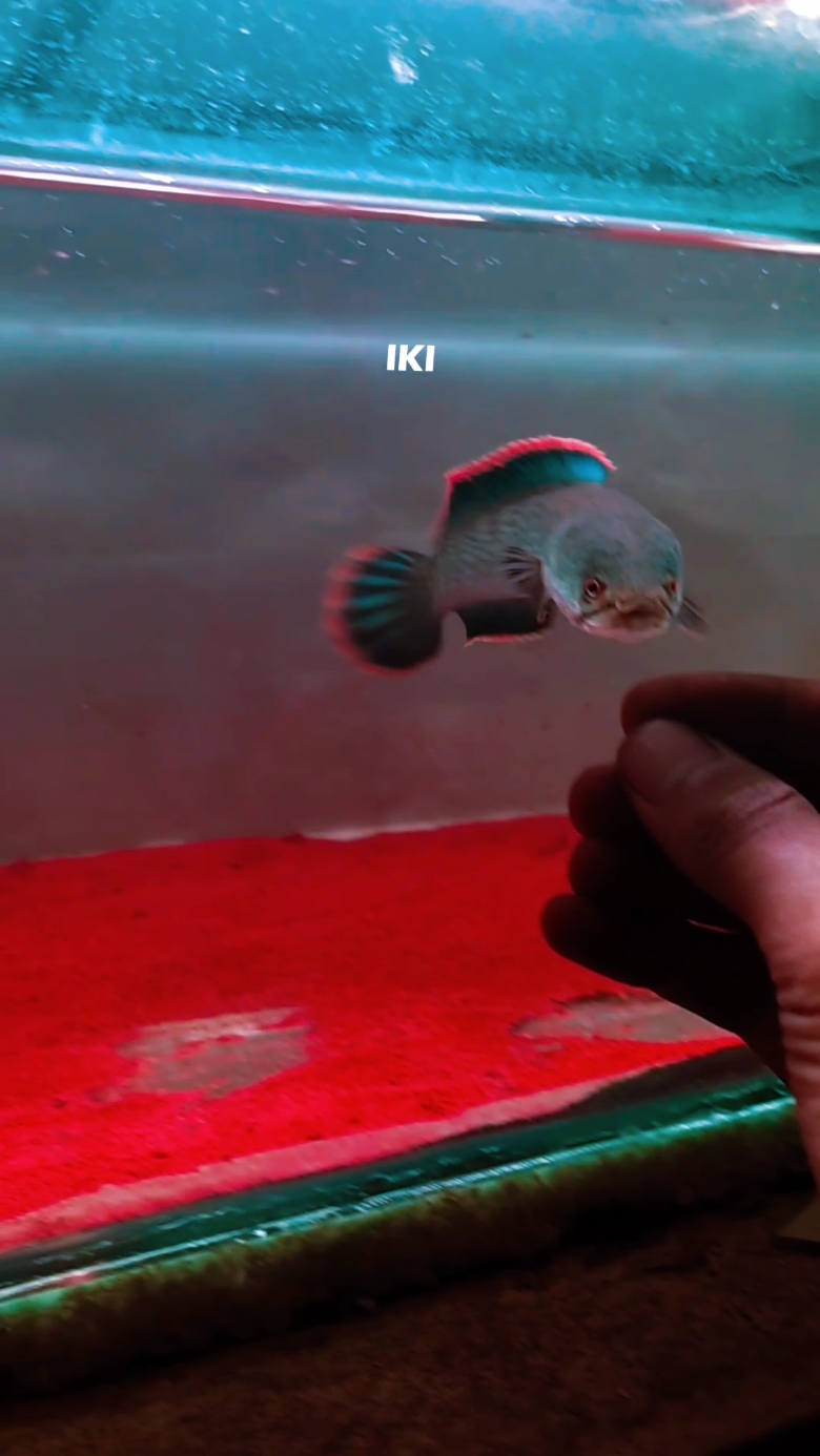 slowmo x channa