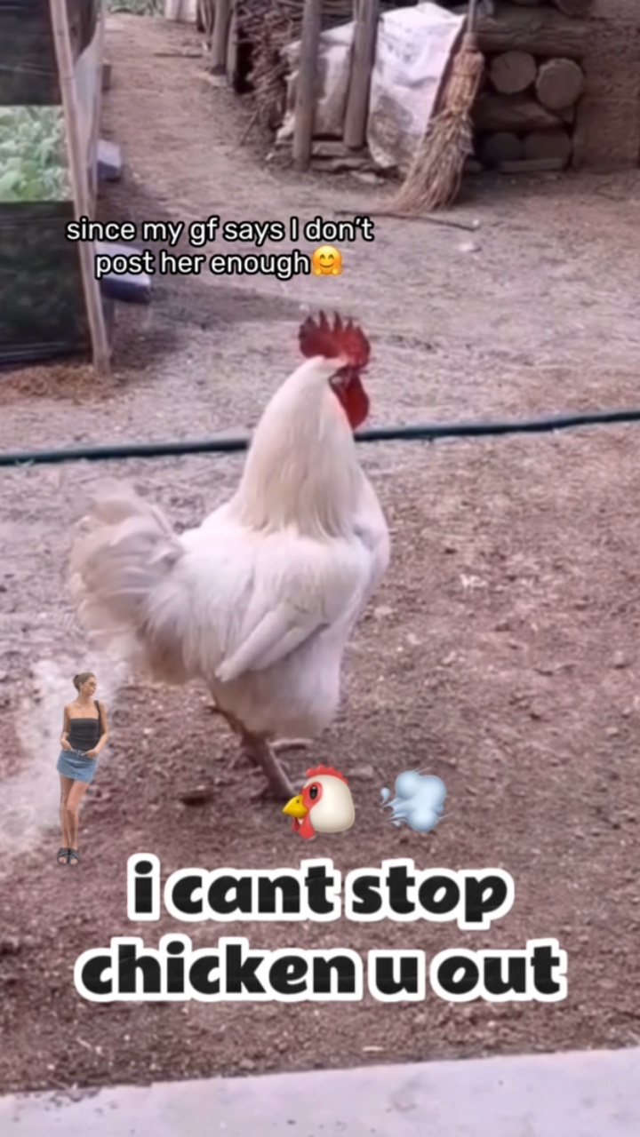 🐔💨