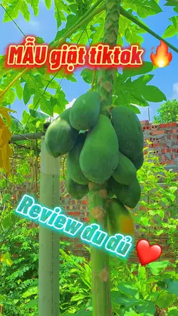 MẪU tiktok + màu 🔥🔥🔥