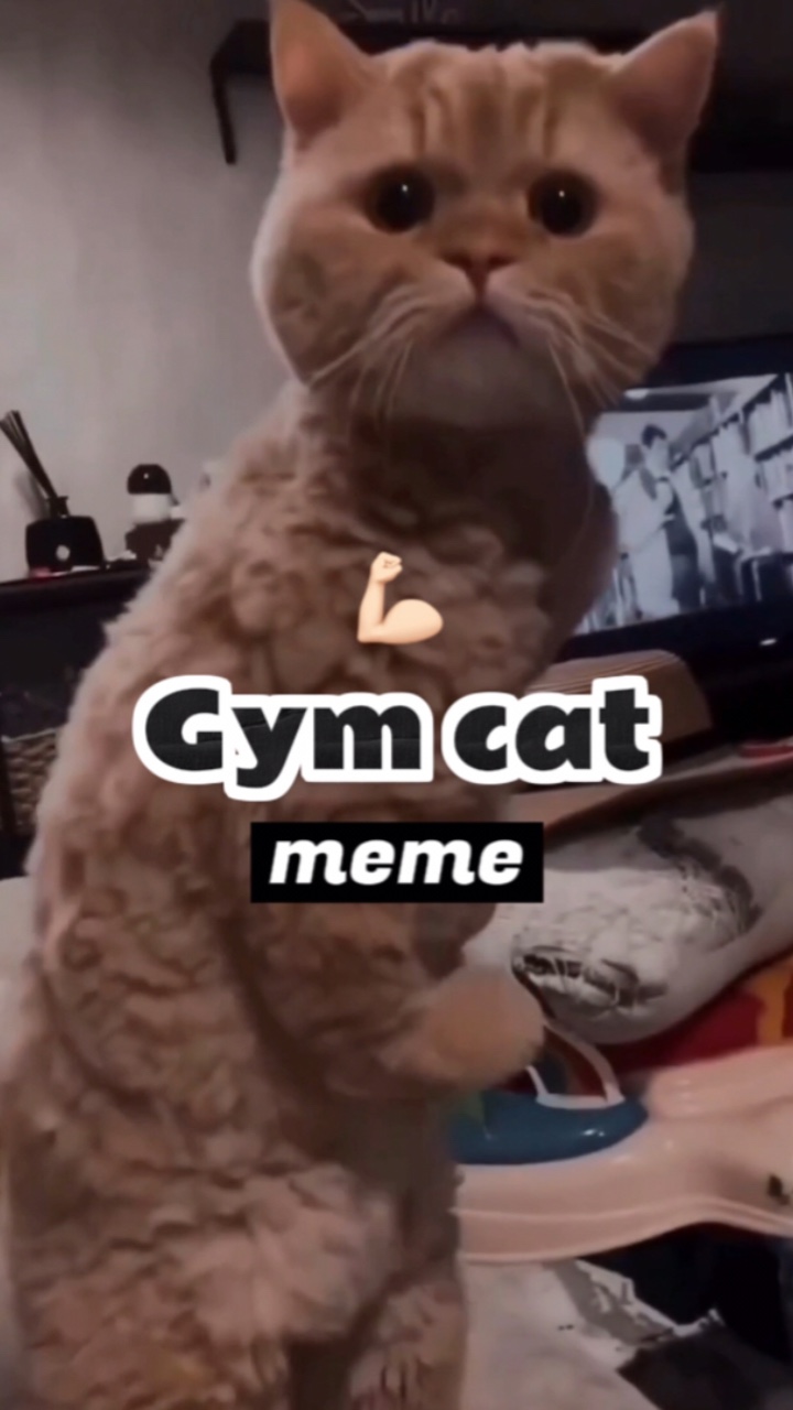 Turnhalle Katze💪🏻